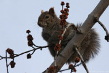 Squirrel_7713.jpg