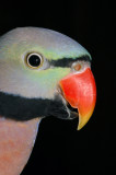 Java - Moustache Parakeet