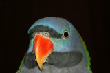 Azul  - Derbyan Parakeet