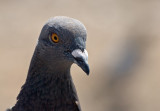 Pigeon  Eye