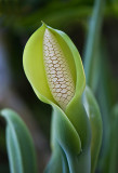 Spathe and Spadix