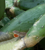 Anole, Flashing