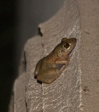 Greenhouse Frog