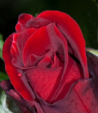 Red-Red Rose