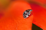 Ash-gray Ladybug