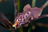 Orchid - Miltassia Shelob Webmaster