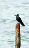 Hawaiian Noddy
