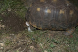 Tortoise Nesting