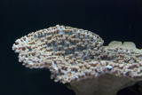 Soft Coral Plate