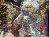 Giant Clam and Friend