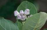 Purple Crownflower Buds