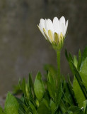 Cape daisy - Pearl