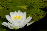 Water Lily (42617)
