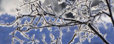 Frosty Limbs (5889)