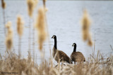 Standing Guard (7020)