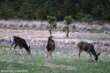 Mule Deer (8309)