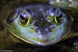 Frog (8752)