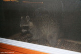 Racoon (8783)