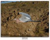 Reddish Egret in Flight Burst Sequence