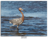 Reddish Egret Fishing