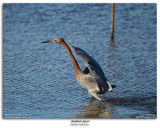 Reddish Egret Fishing