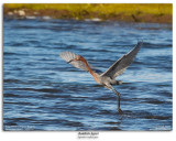 Reddish Egret Fishing