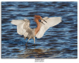 Reddish Egret Fishing