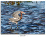 Reddish Egret Fishing