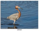 Reddish Egret Fishing