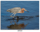 Reddish Egret Fishing