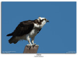 Ospreys Nesting