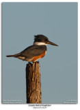 Belted Kingfisher