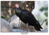 Southern Bald Ibis