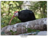 thern Bald Ibis