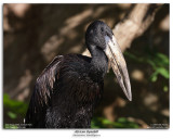 African Openbill