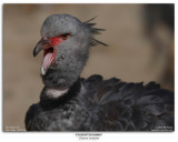 Southern Screamer