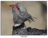 Southern Screamer