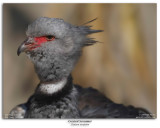 Southern Screamer