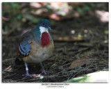 Bartletts Bleeding Heart Dove