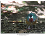 Bartletts Bleeding Heart Dove