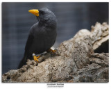 Grosbeak Starling