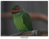 Long-tailed Parakeet