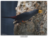 Grosbeak Starling