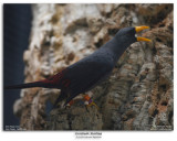 Grosbeak Starling