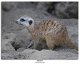 Meerkat