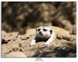 Meerkat