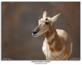 Pronghorn Antelope