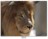 African Lion