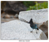 Stellers Jay at base of Bridalveil Falls