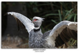 Southern Screamer